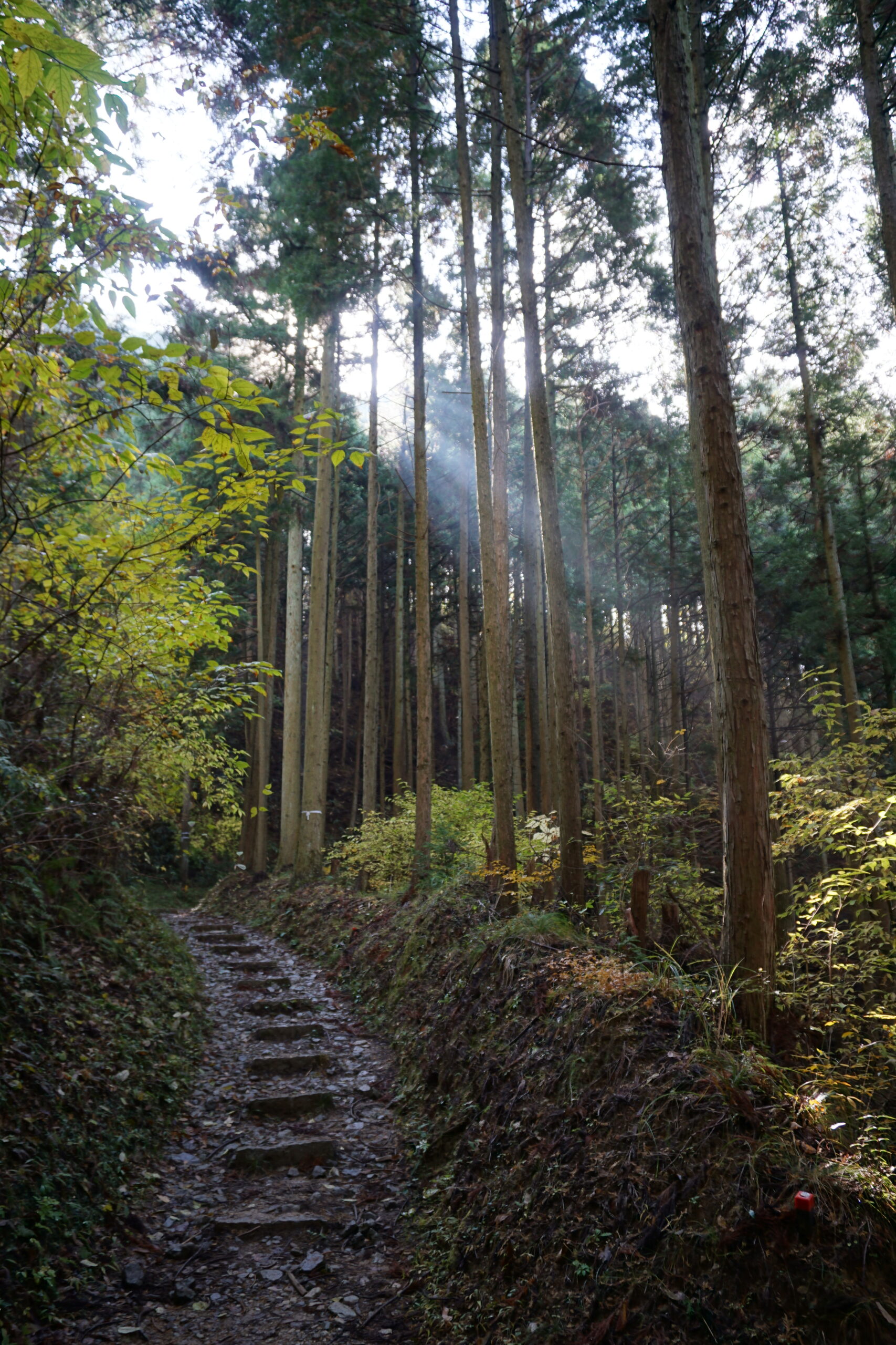 高野参詣道 町石道4