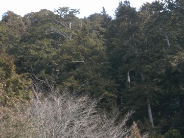 高野槙の純林1