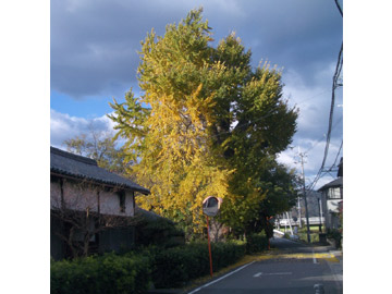 下中島の大イチョウ