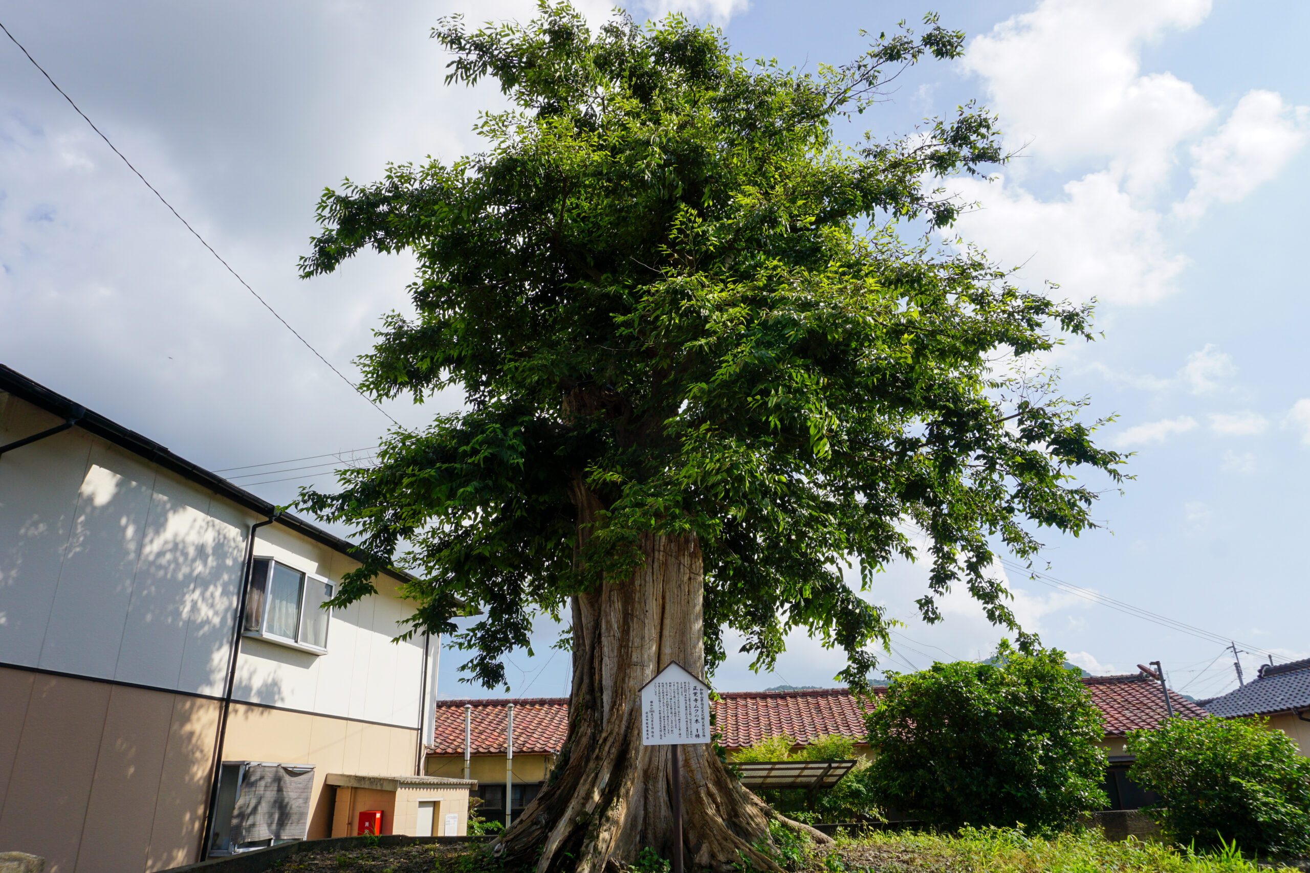 正覚寺ムクの木