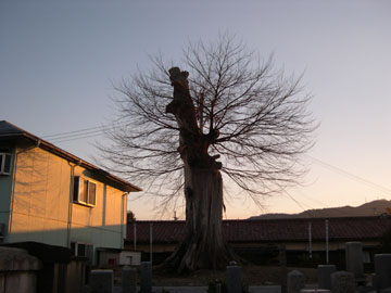 正覚寺ムクの木