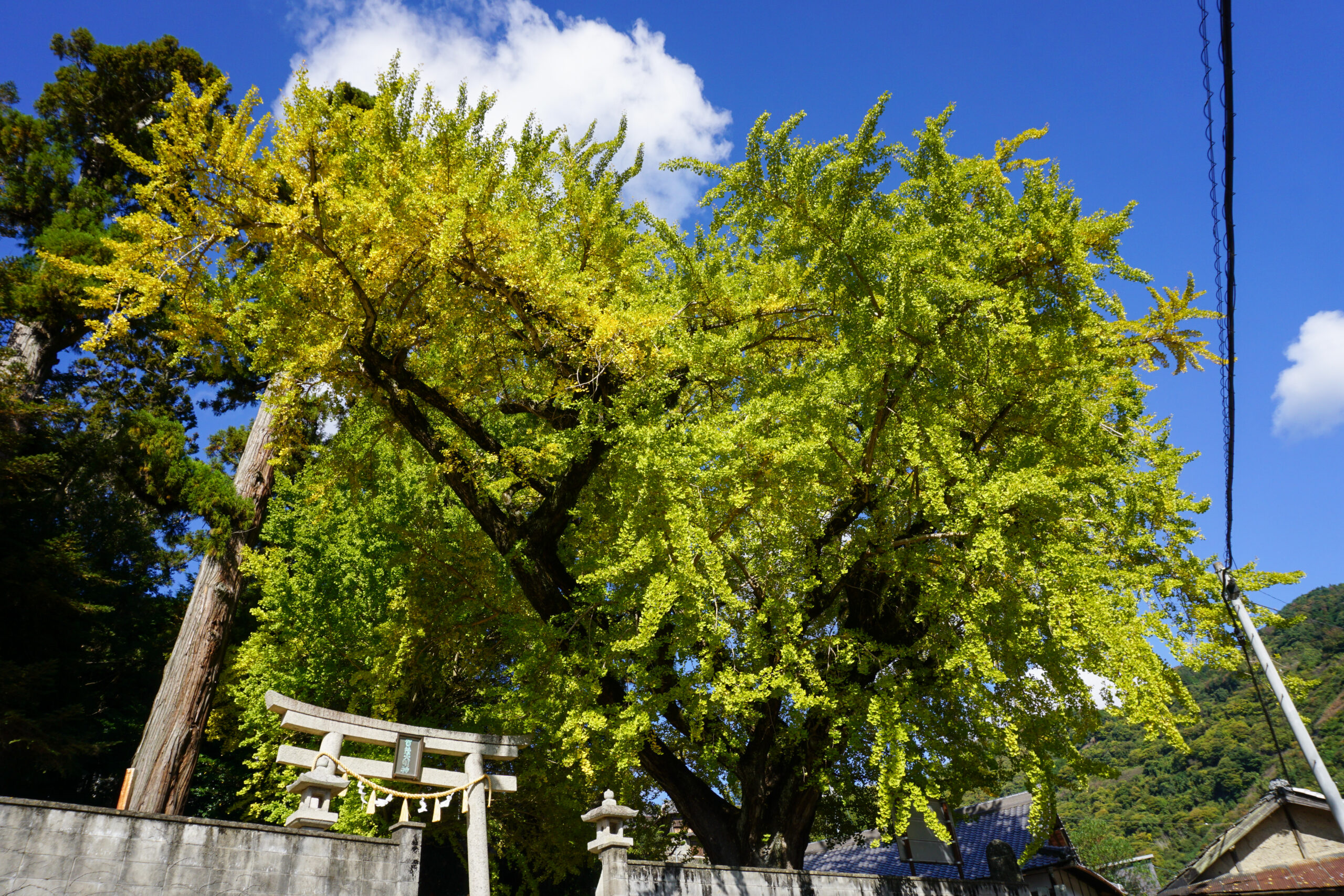 加茂神社の公孫樹1