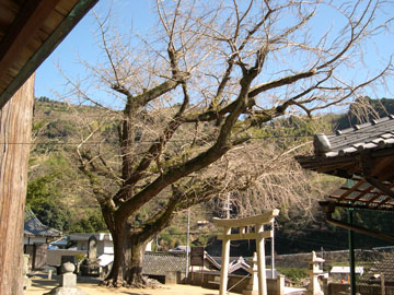 加茂神社の公孫樹1