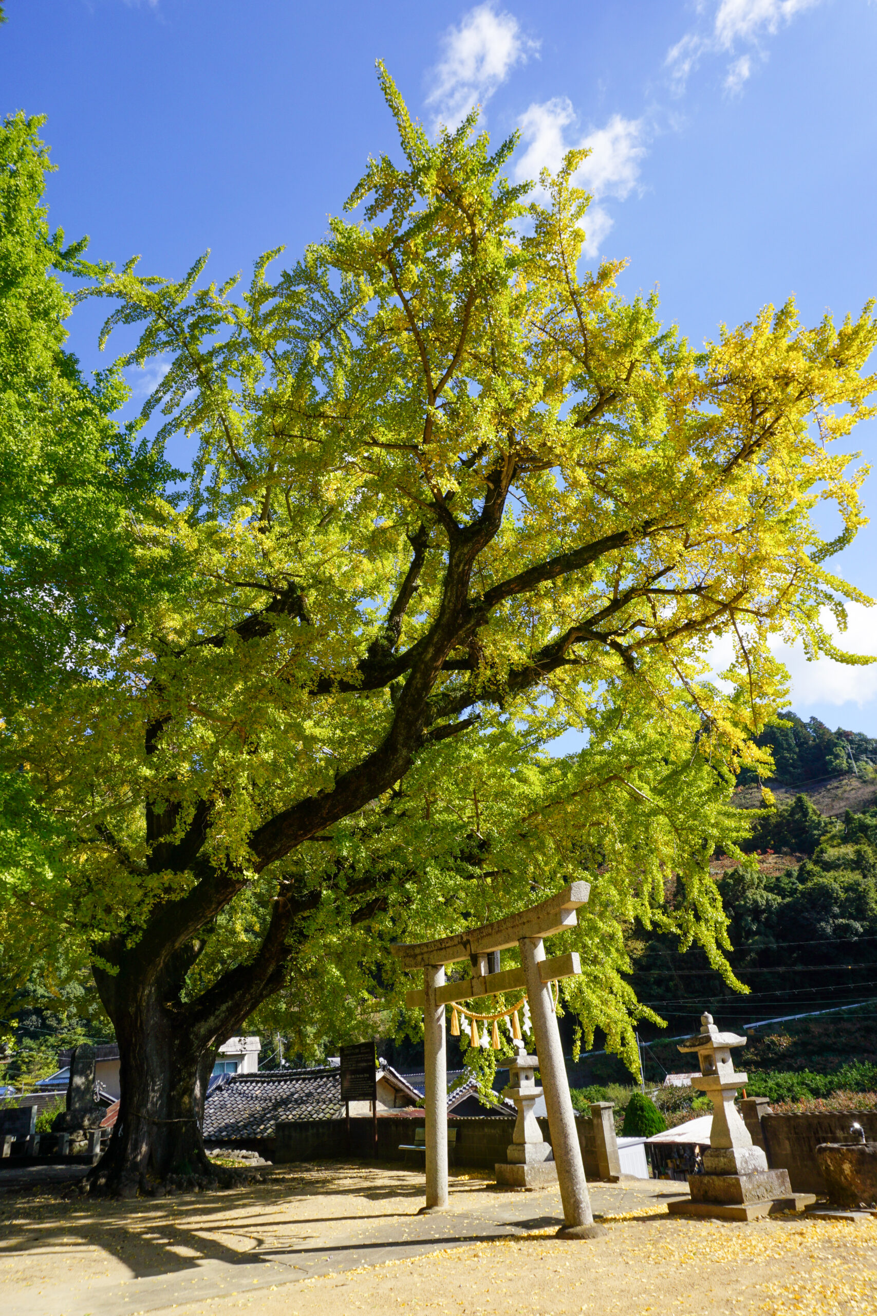 加茂神社の公孫樹2