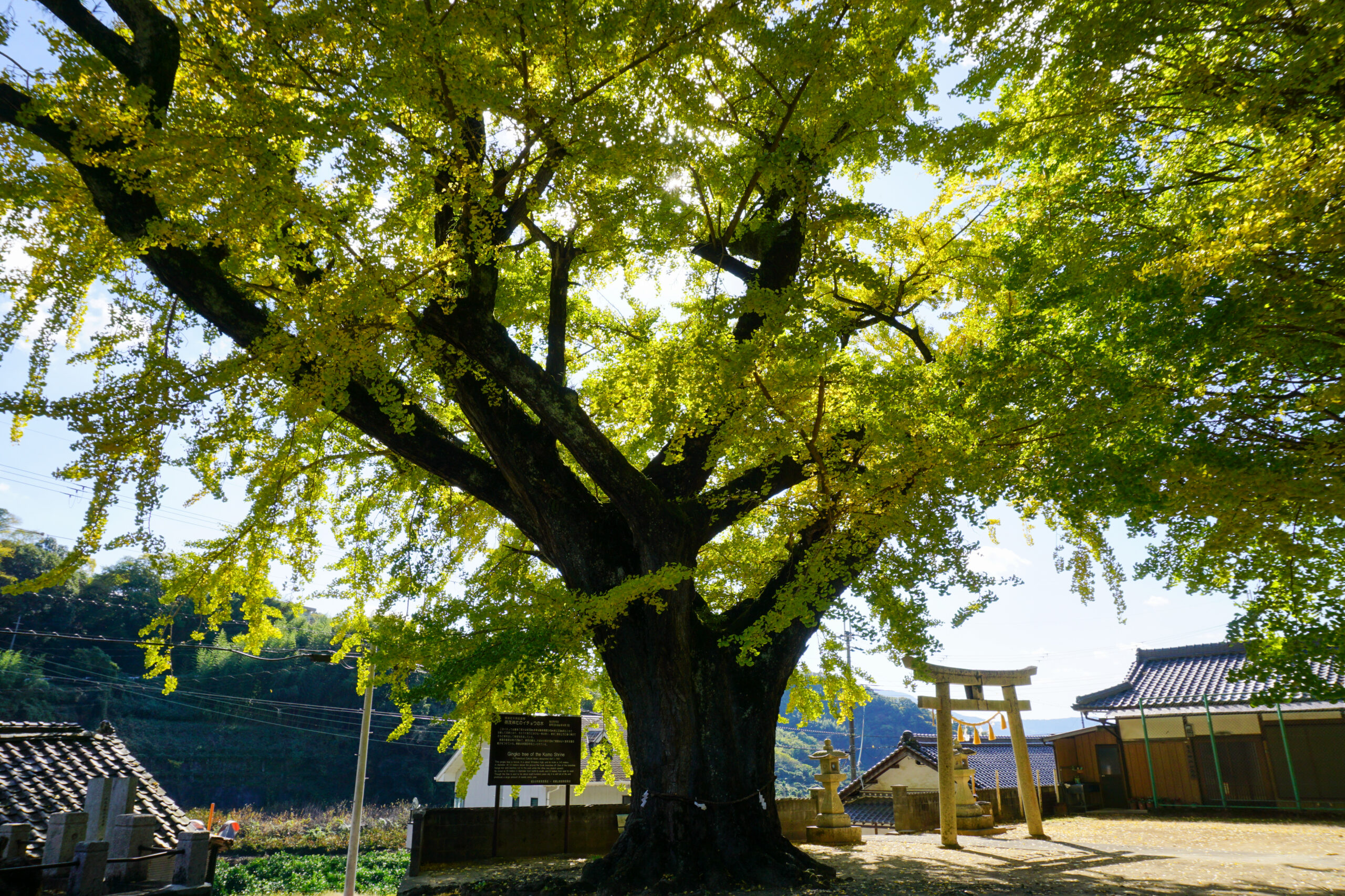 加茂神社の公孫樹3