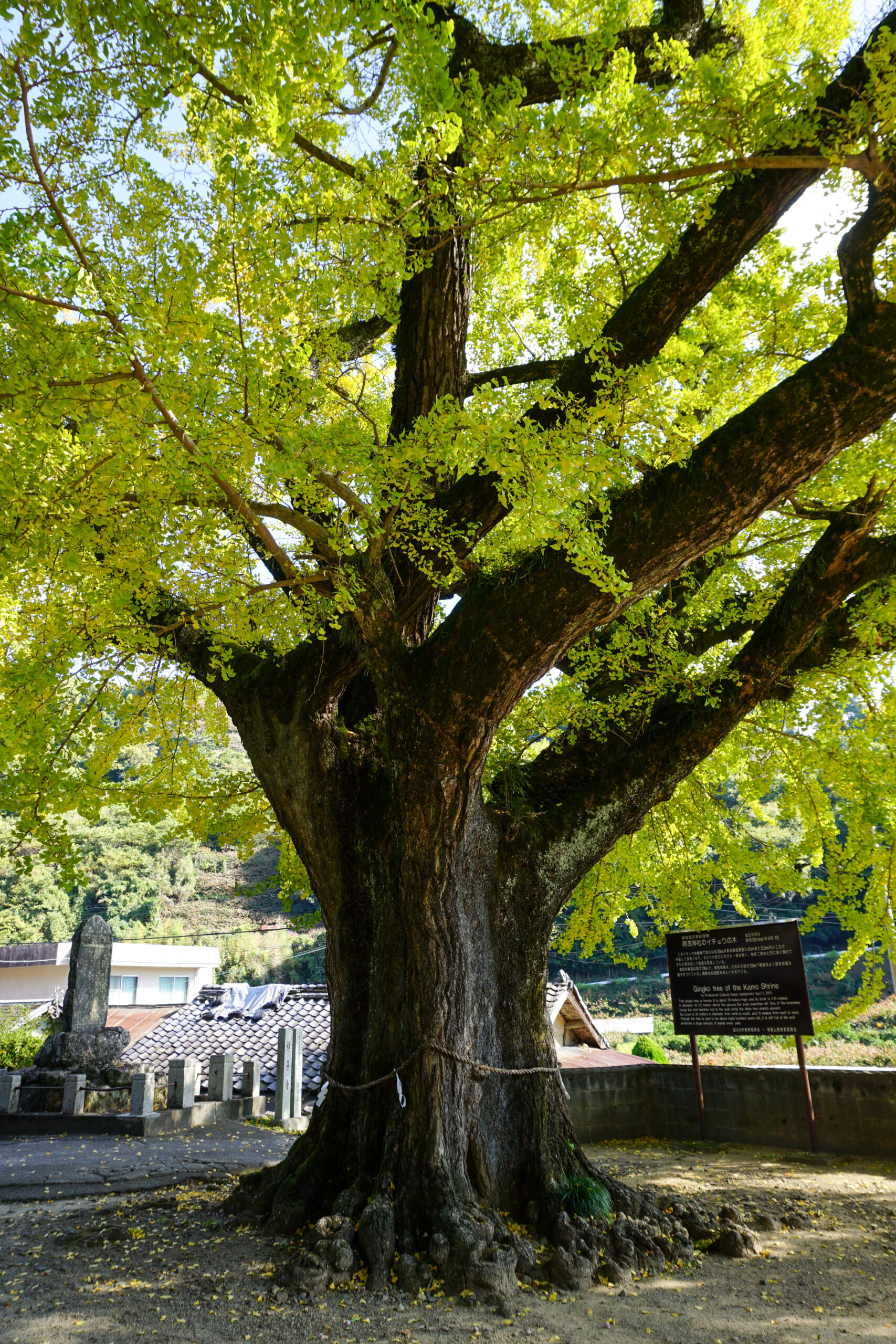 加茂神社の公孫樹4