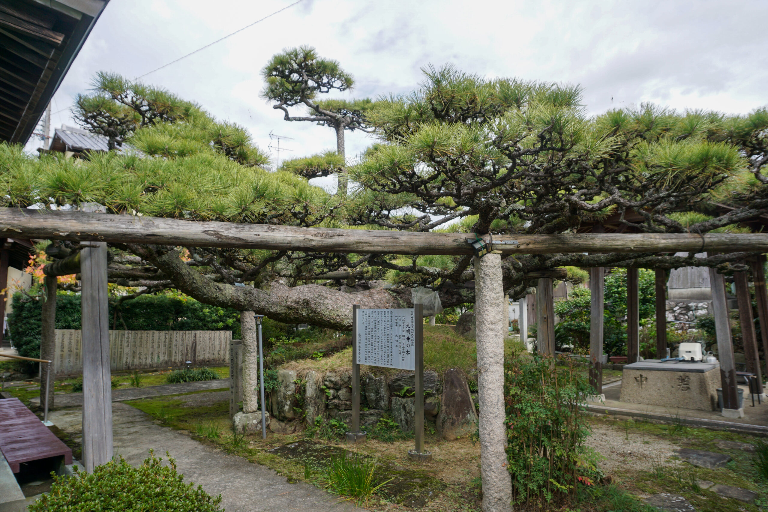 光明寺の松