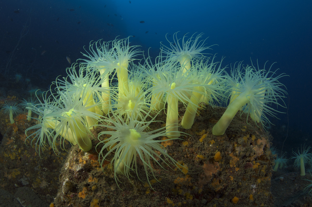 みなべ町沖のオオカワリギンチャク生息地