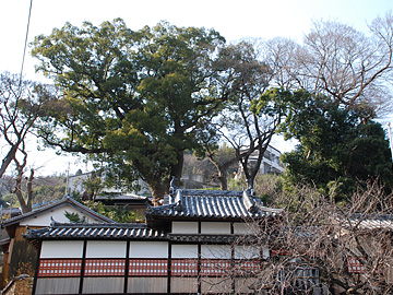 蛭子神社の社叢1