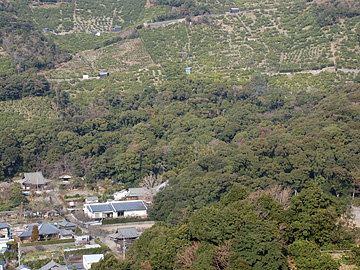 長保寺の林叢