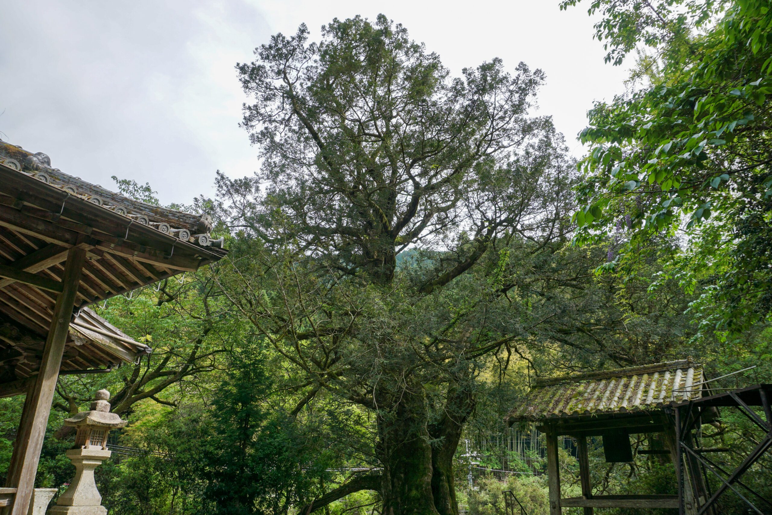 善福寺のカヤ（雌株）