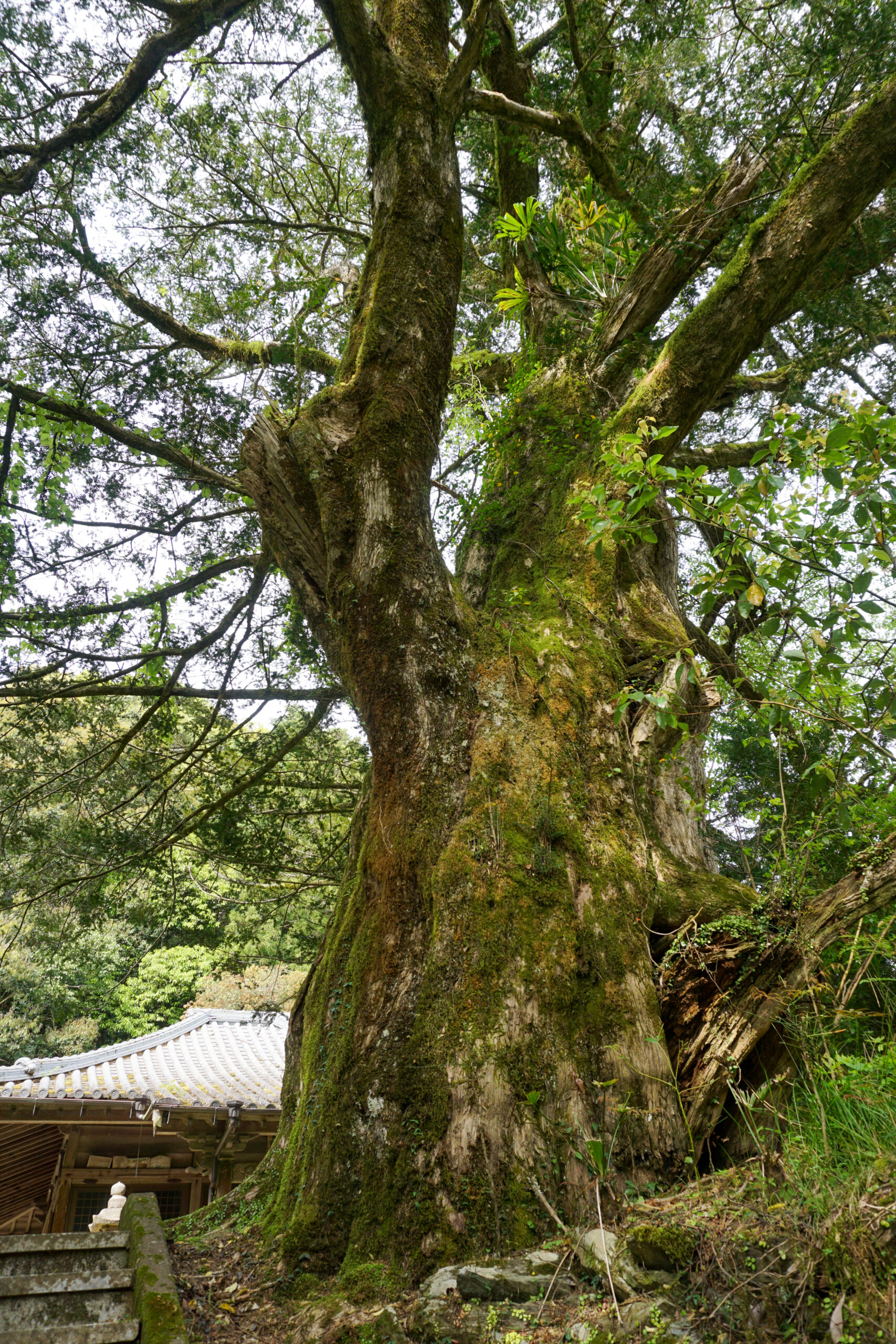 善福寺のカヤ（雌株）3