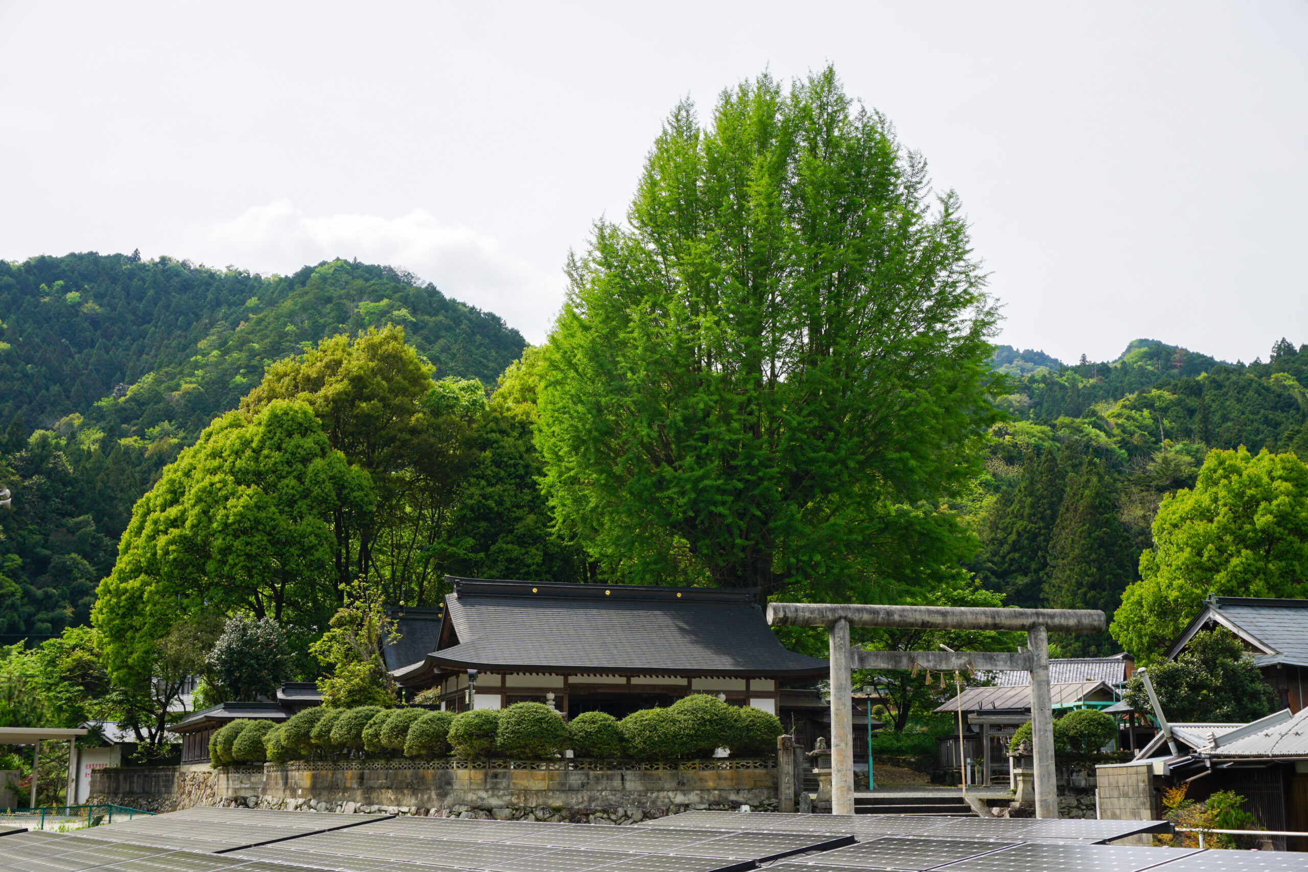 丹生神社のイチョウ（雌株）2