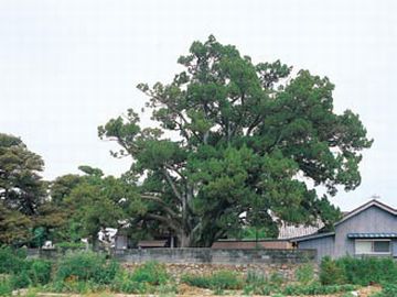 光専寺の柏槙