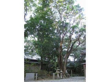 切目神社のほるとのき