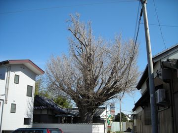 丹河地蔵堂のイチョウ（雌株）1