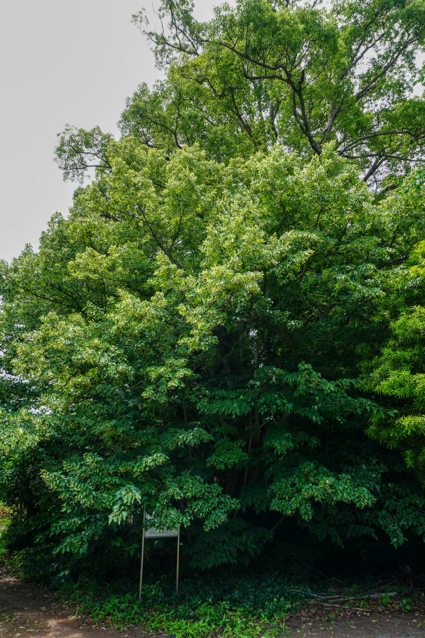 若宮八幡神社のボダイジュ