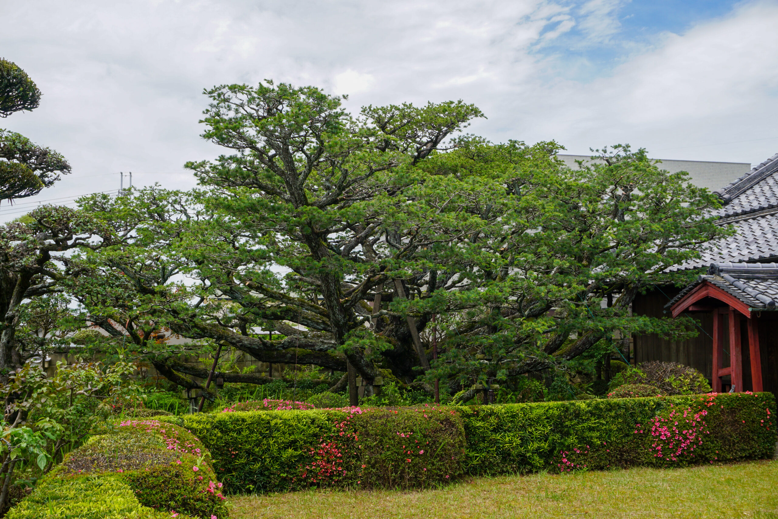 ヒメコマツの名木