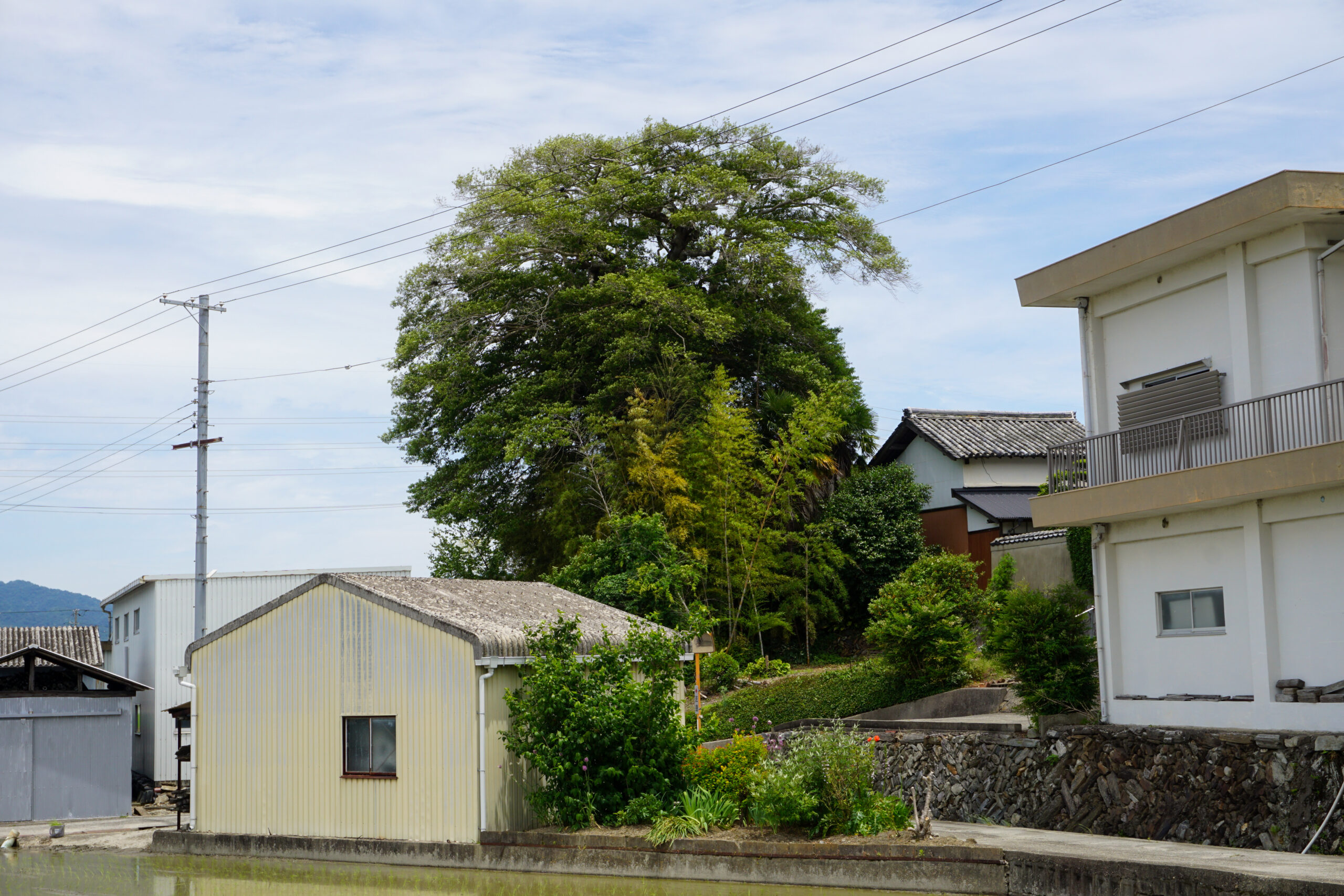 くろがねもちの老樹