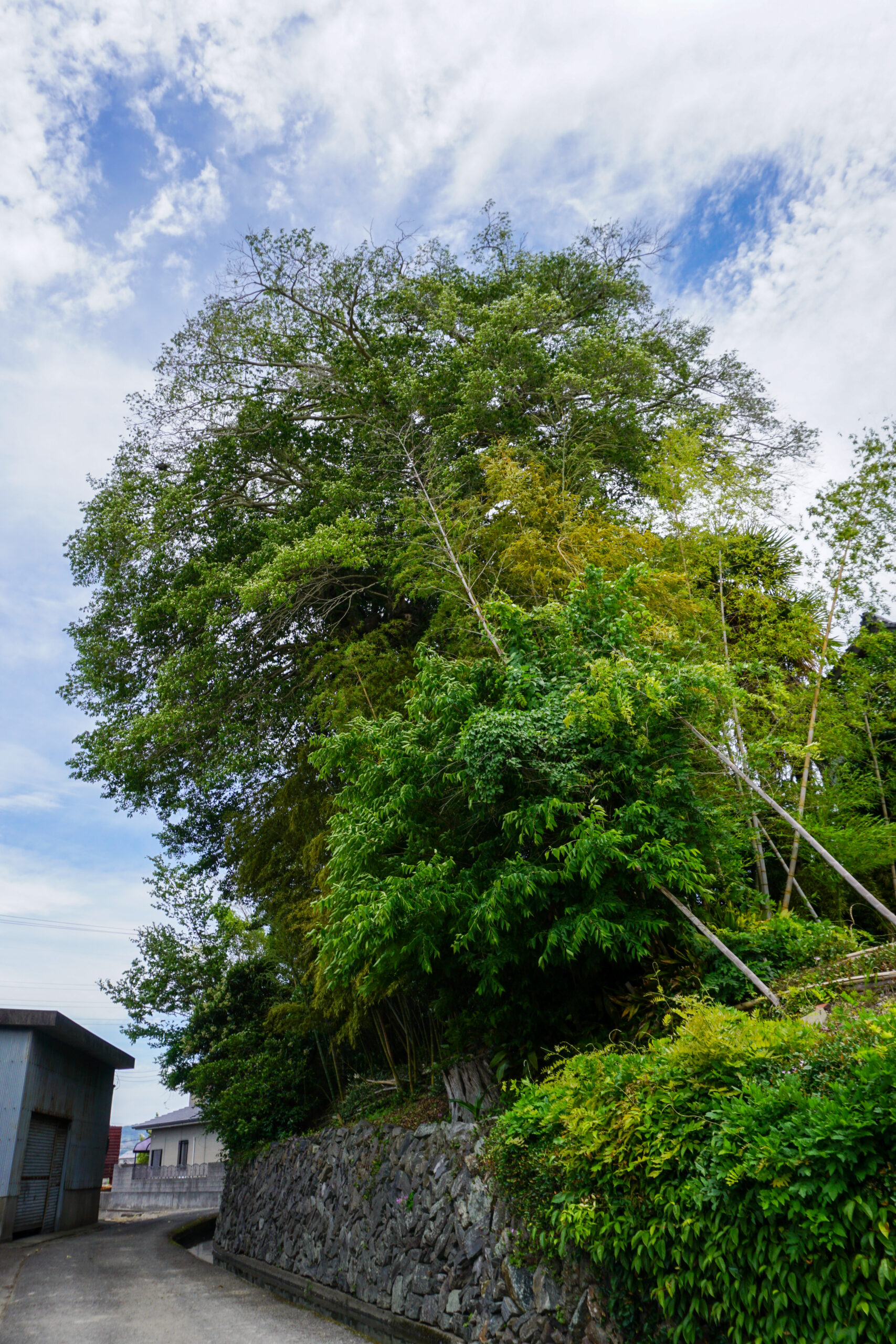 くろがねもちの老樹2