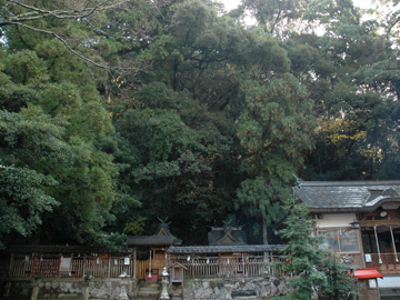 住吉神社の社叢