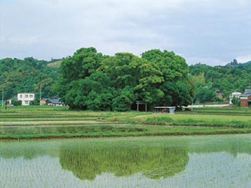 田中神社の森（岡藤）