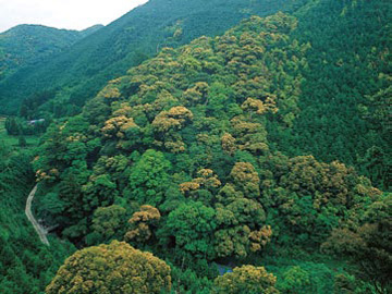 岡川八幡神社の社叢