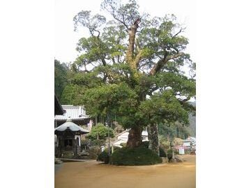 イヌグスの大木（青岸渡寺本堂脇）