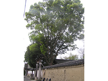 丹生神社の樟樹