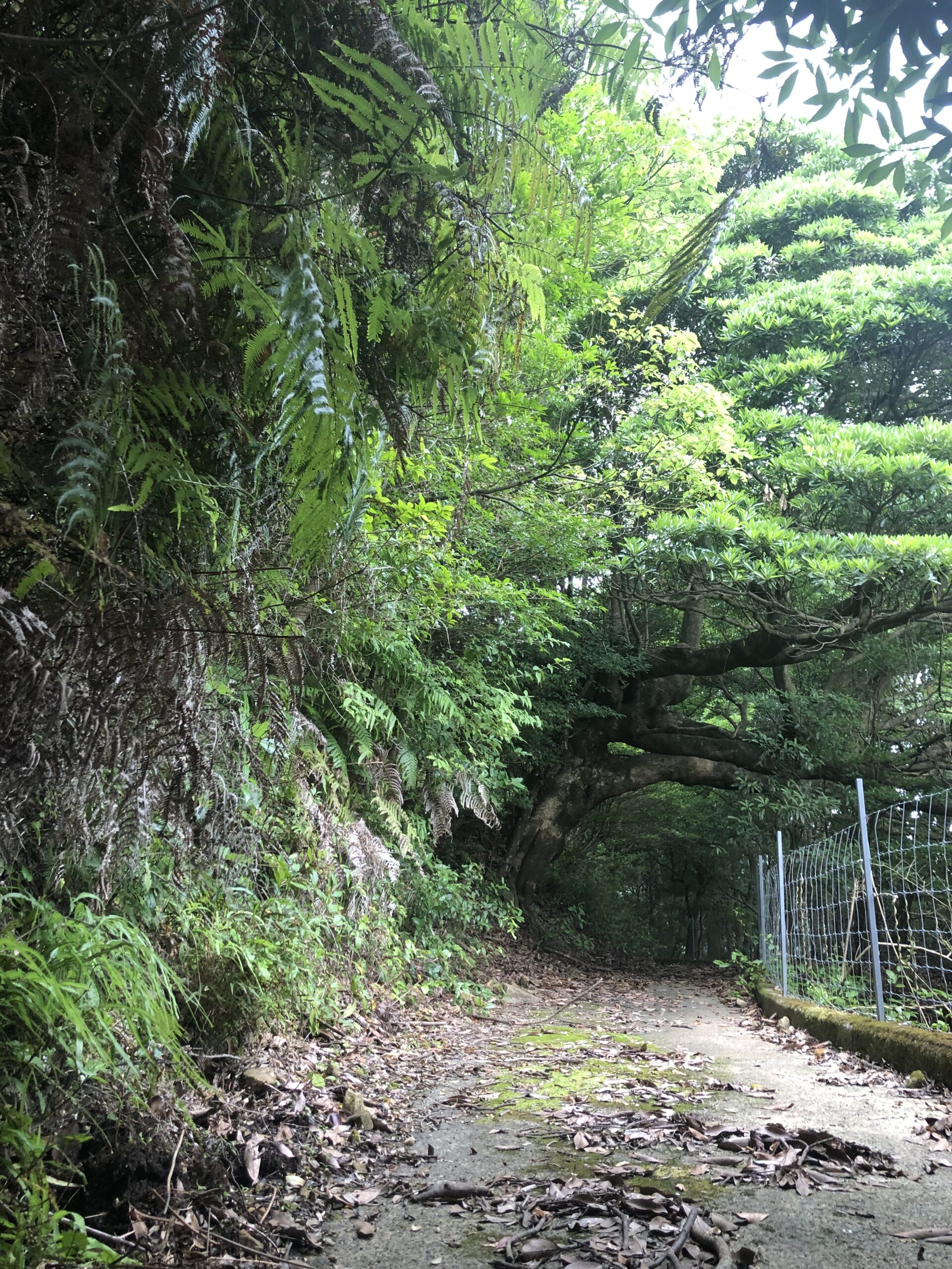 鹿ヶ瀬峠3