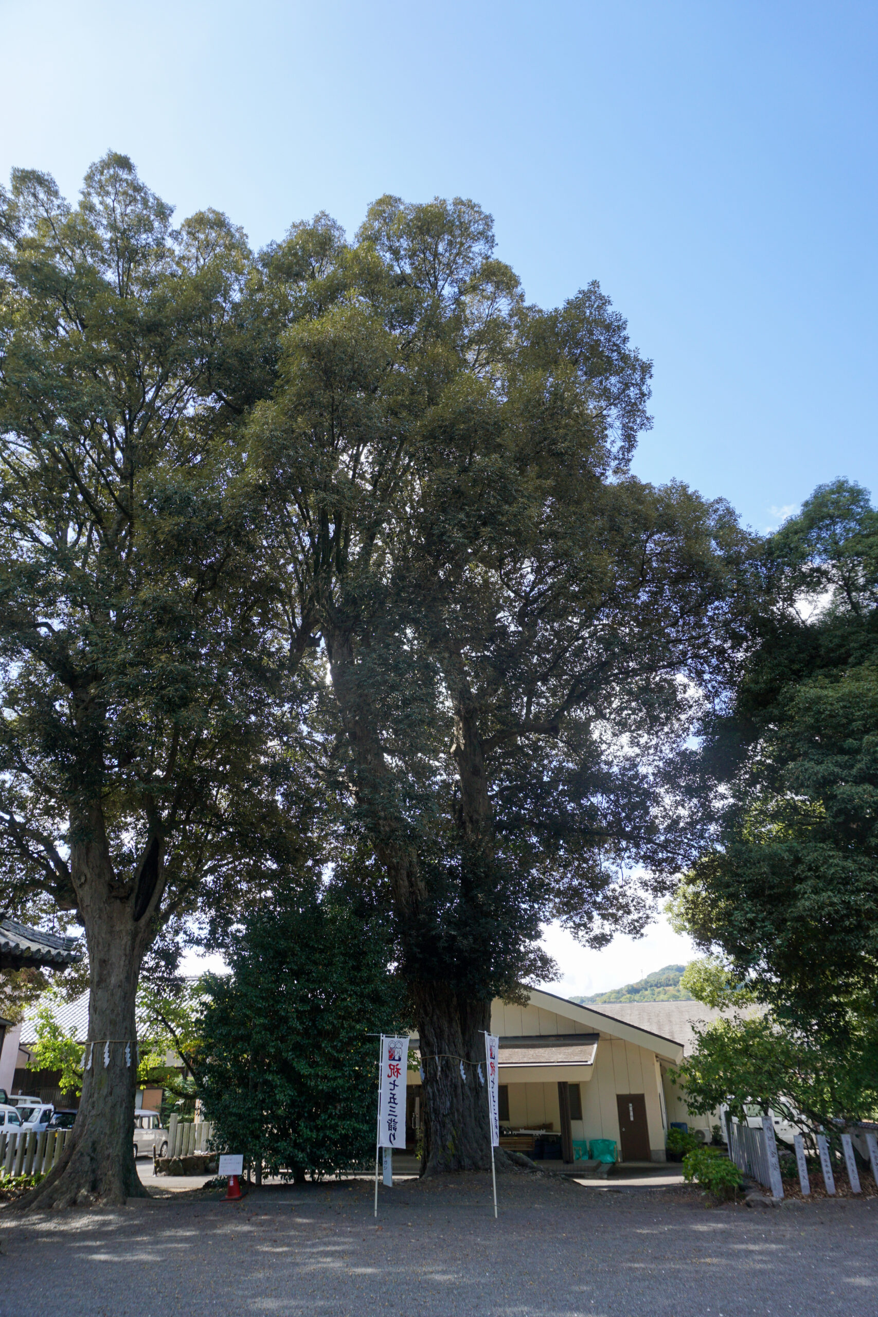 藤並神社のイチイガシ