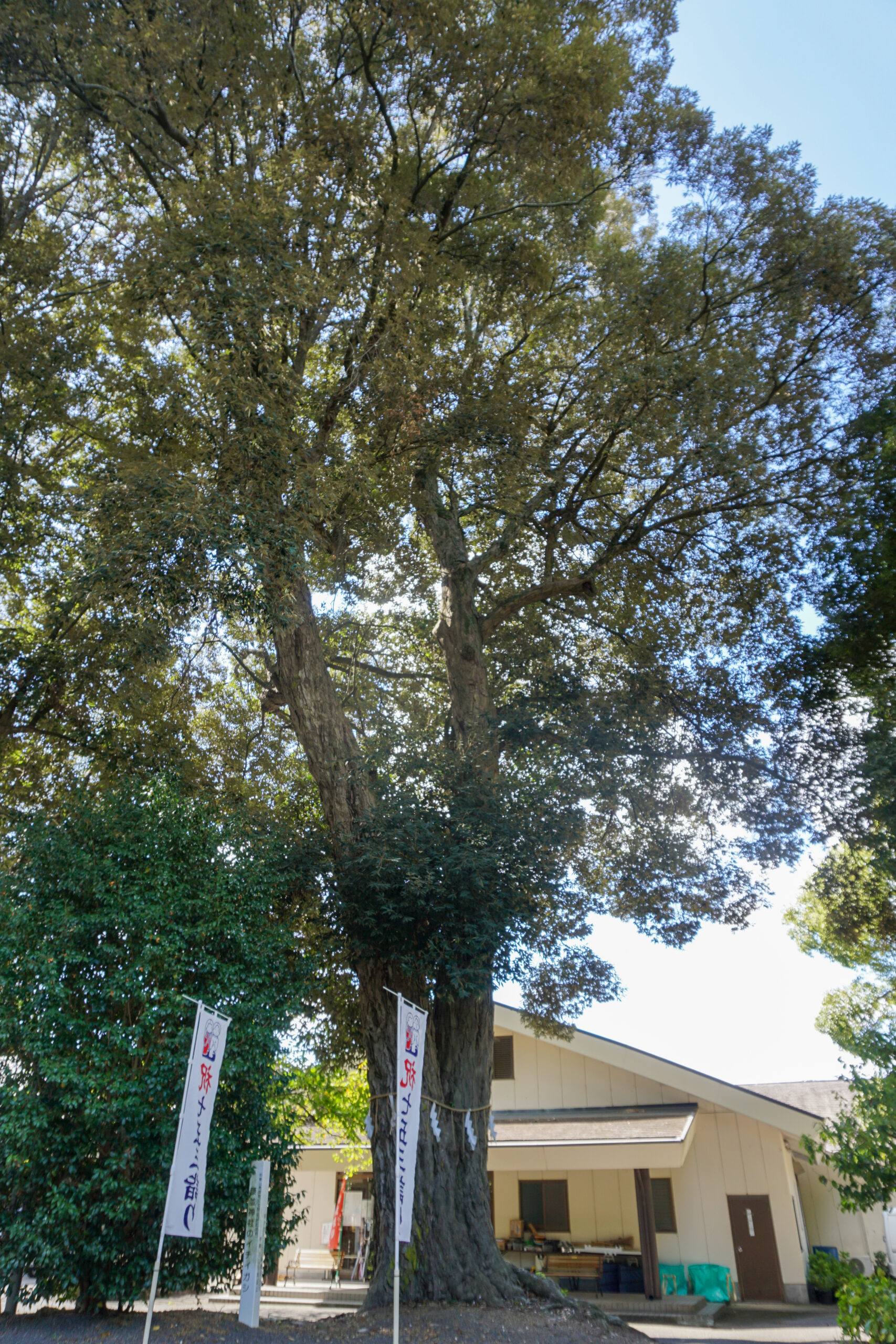 藤並神社のイチイガシ2