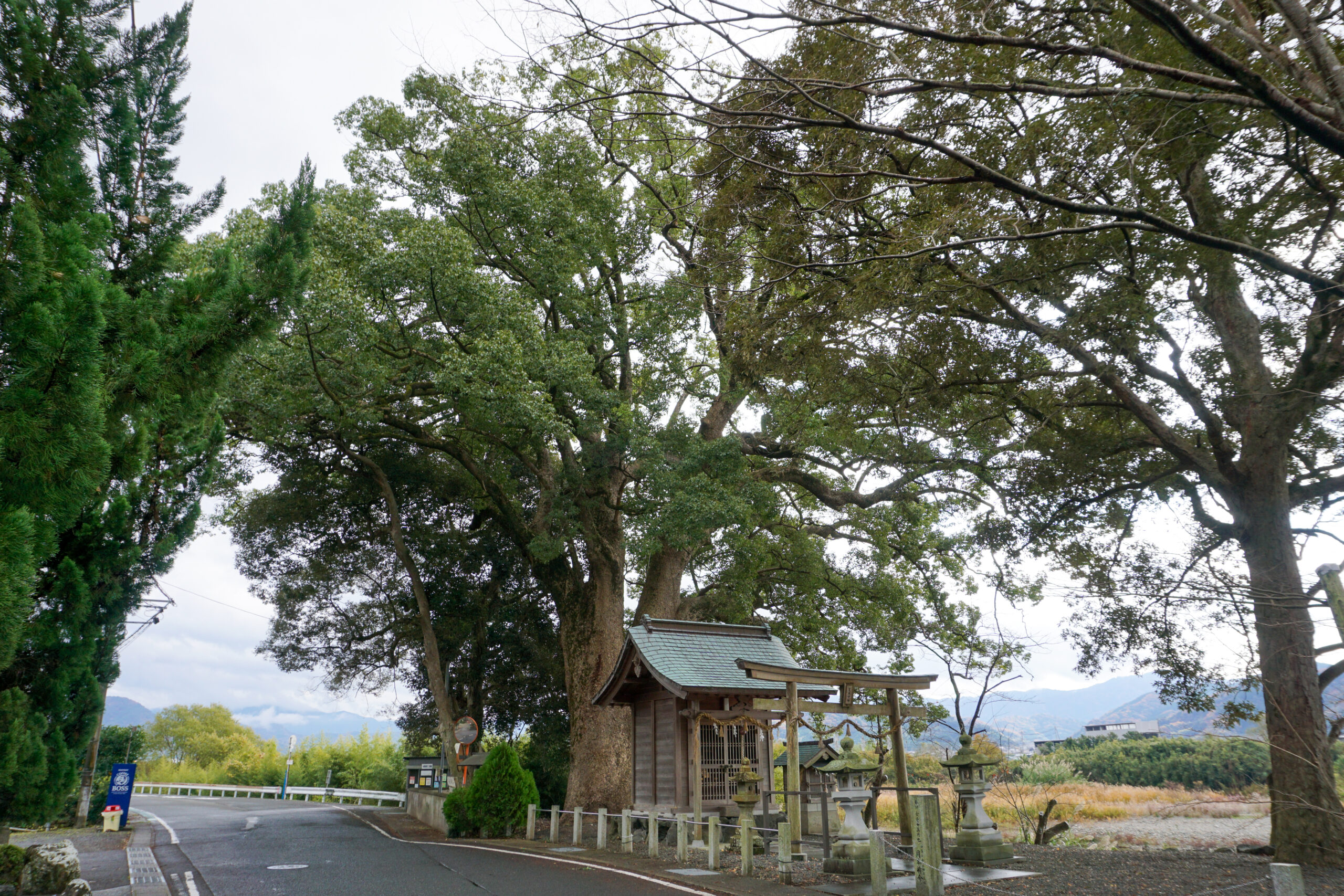 田殿丹生神社夏瀬の森のクスノキ