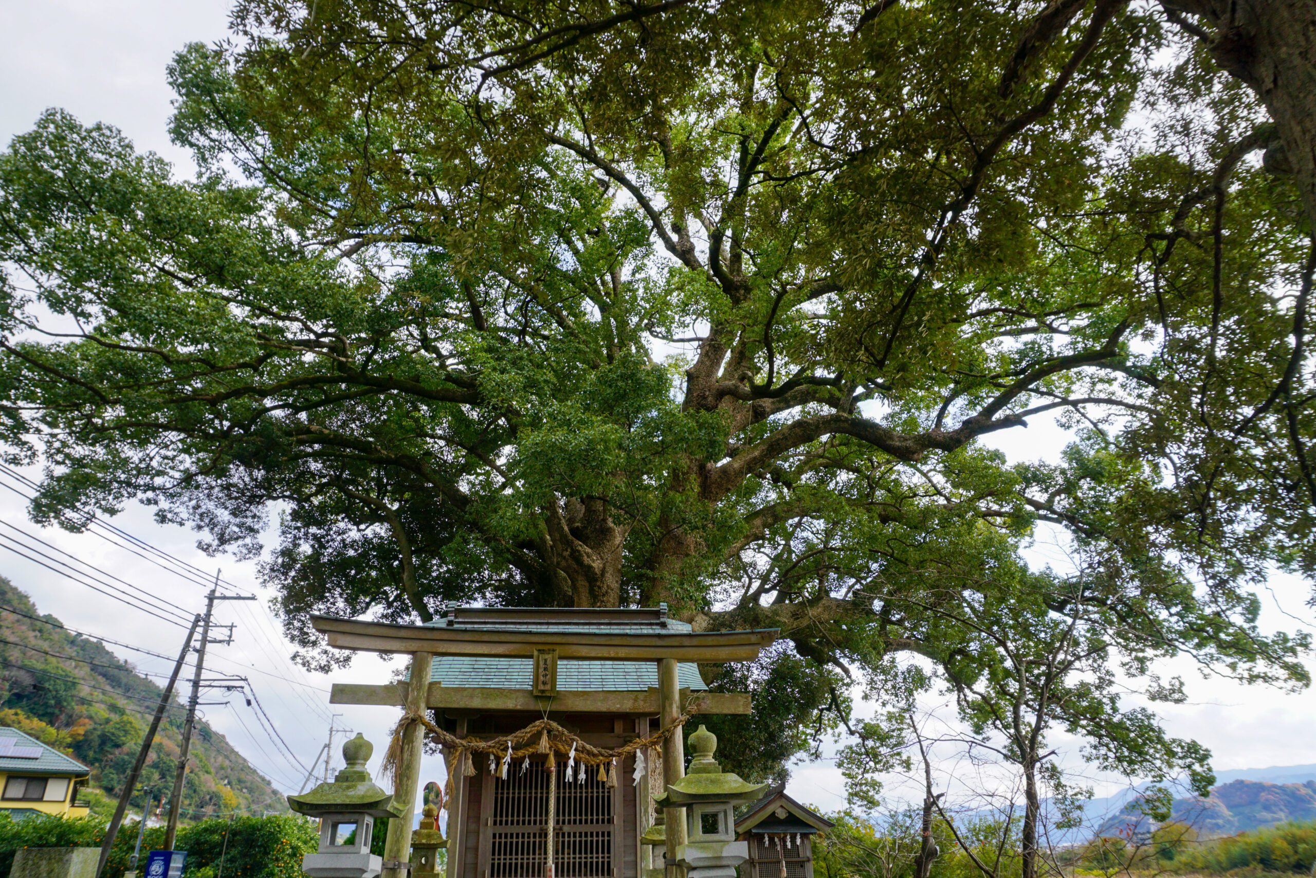 田殿丹生神社夏瀬の森のクスノキ2