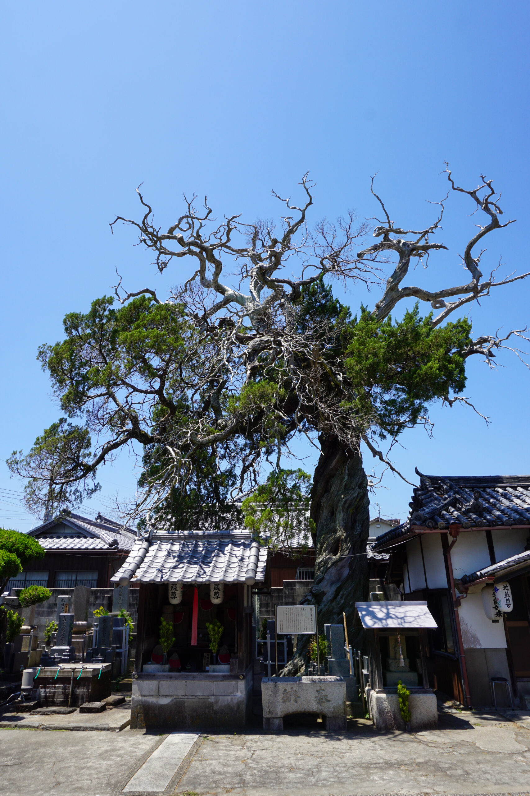 常行寺の柏槙1