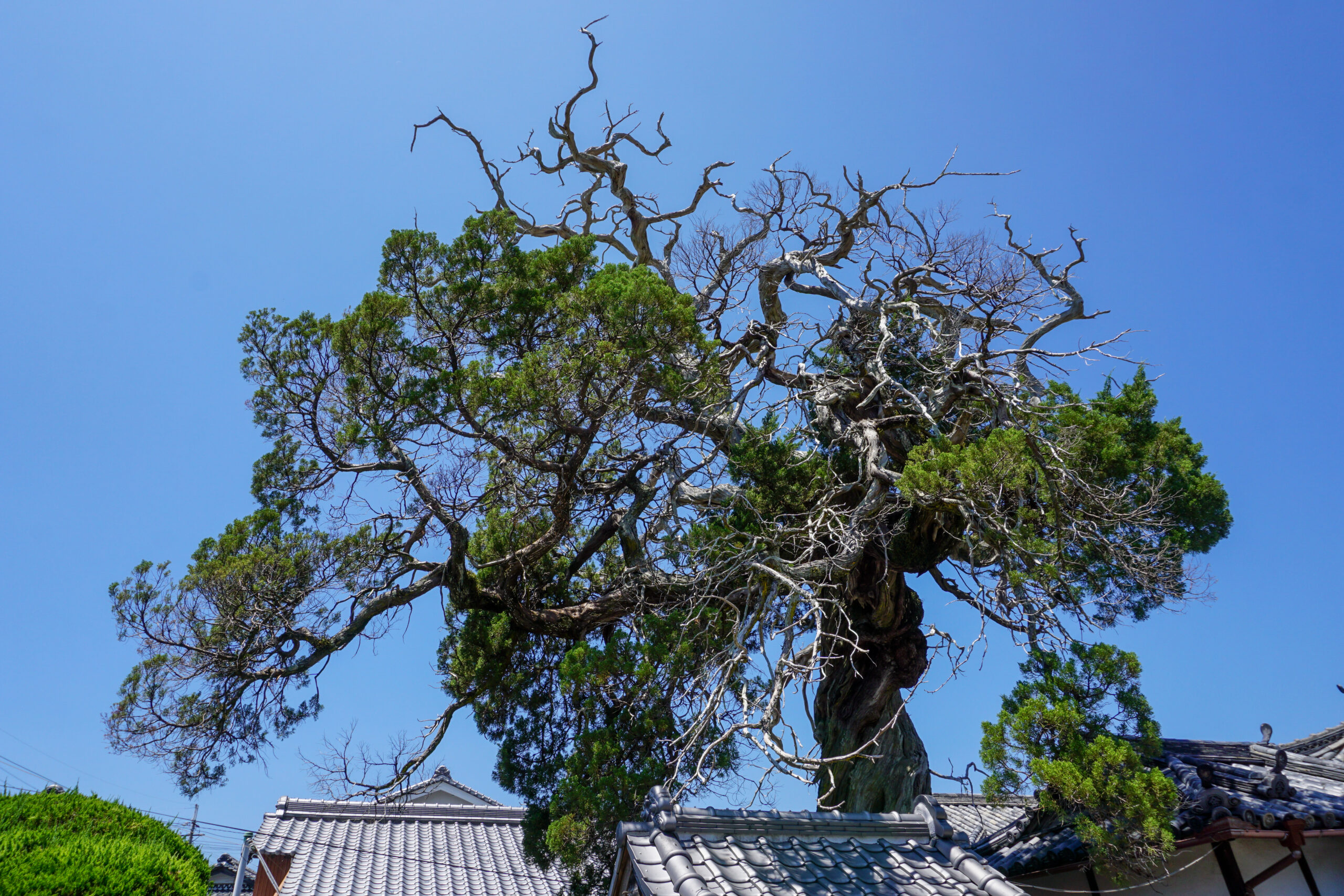 常行寺の柏槙2