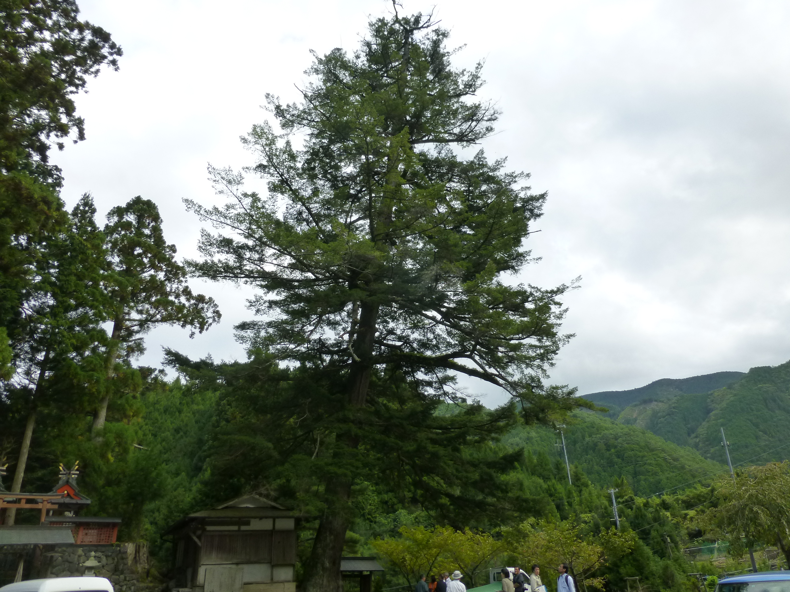 丹生神社のトガサワラ