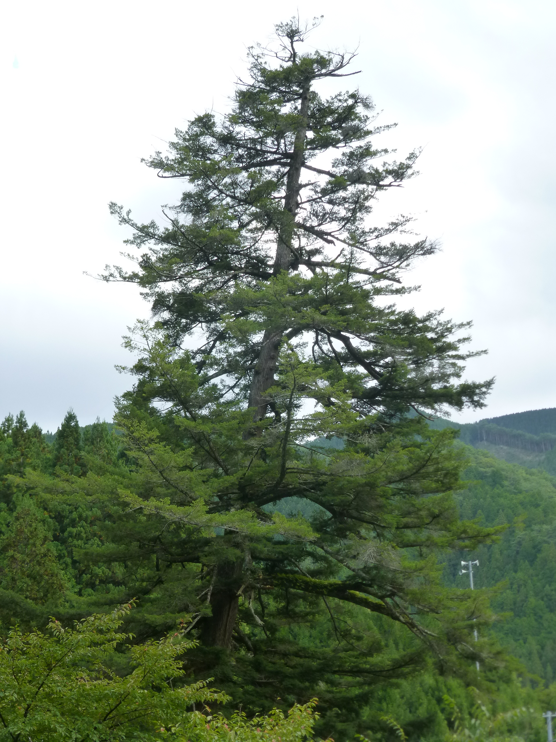 丹生神社のトガサワラ2