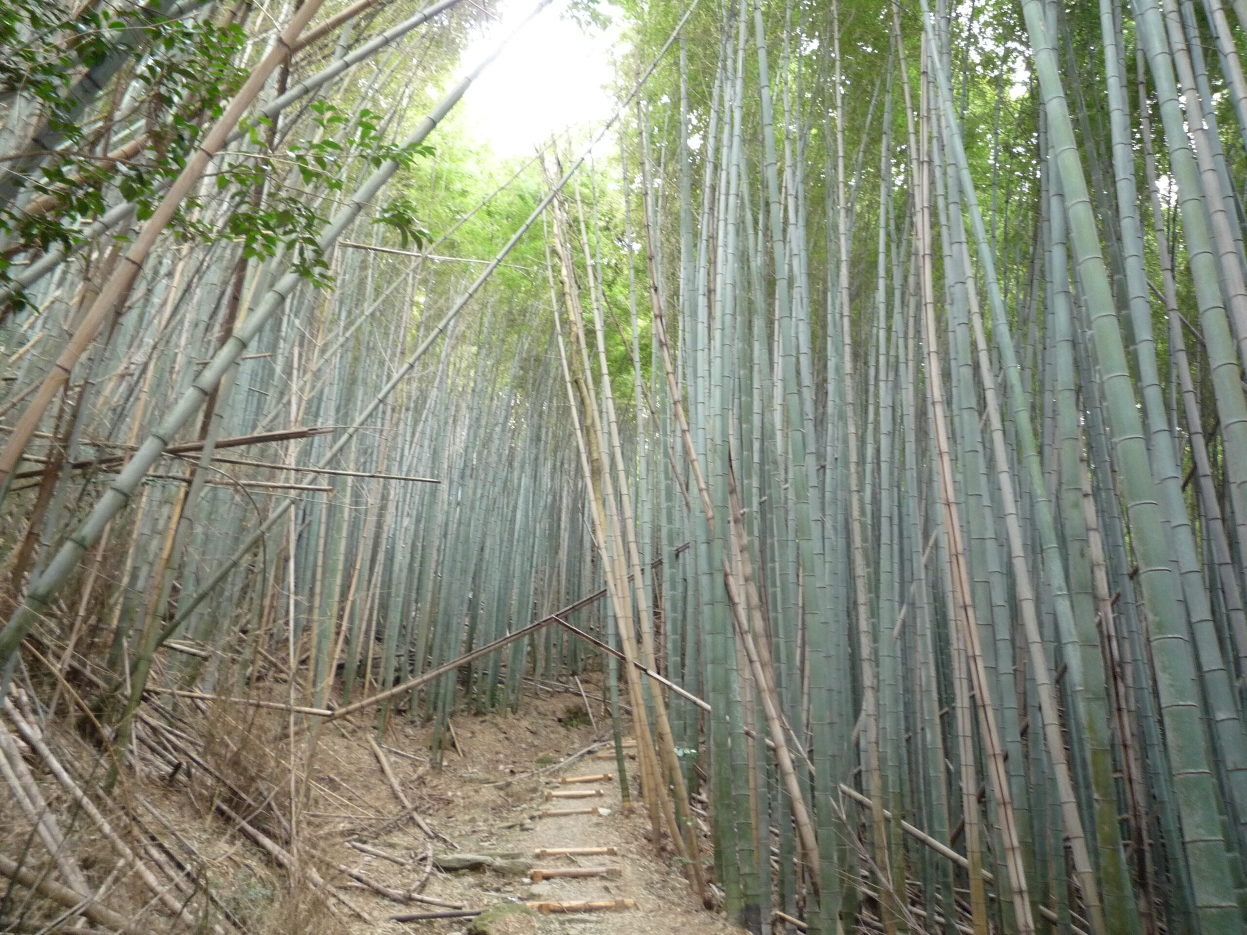 藤白坂（熊野参詣道 紀伊路）1