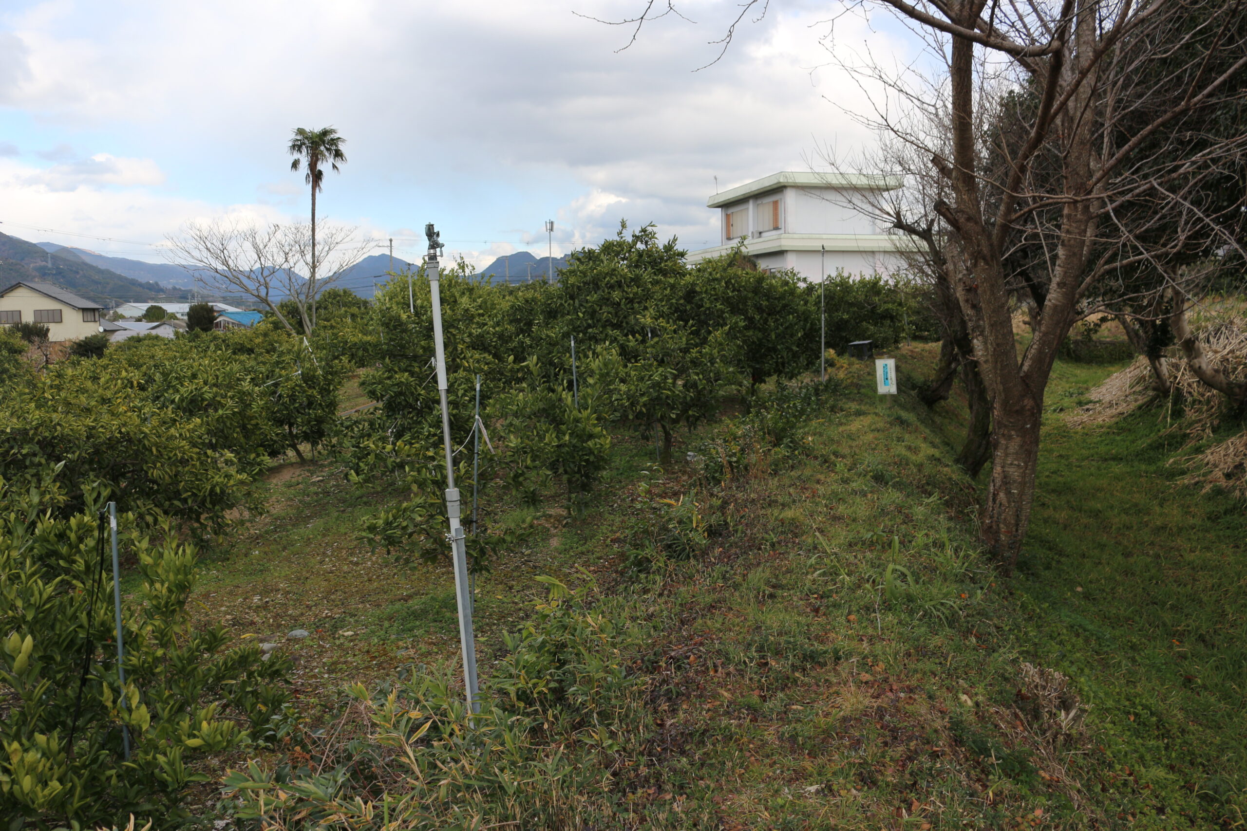 湯浅党城館跡 湯浅城跡 藤並館跡4