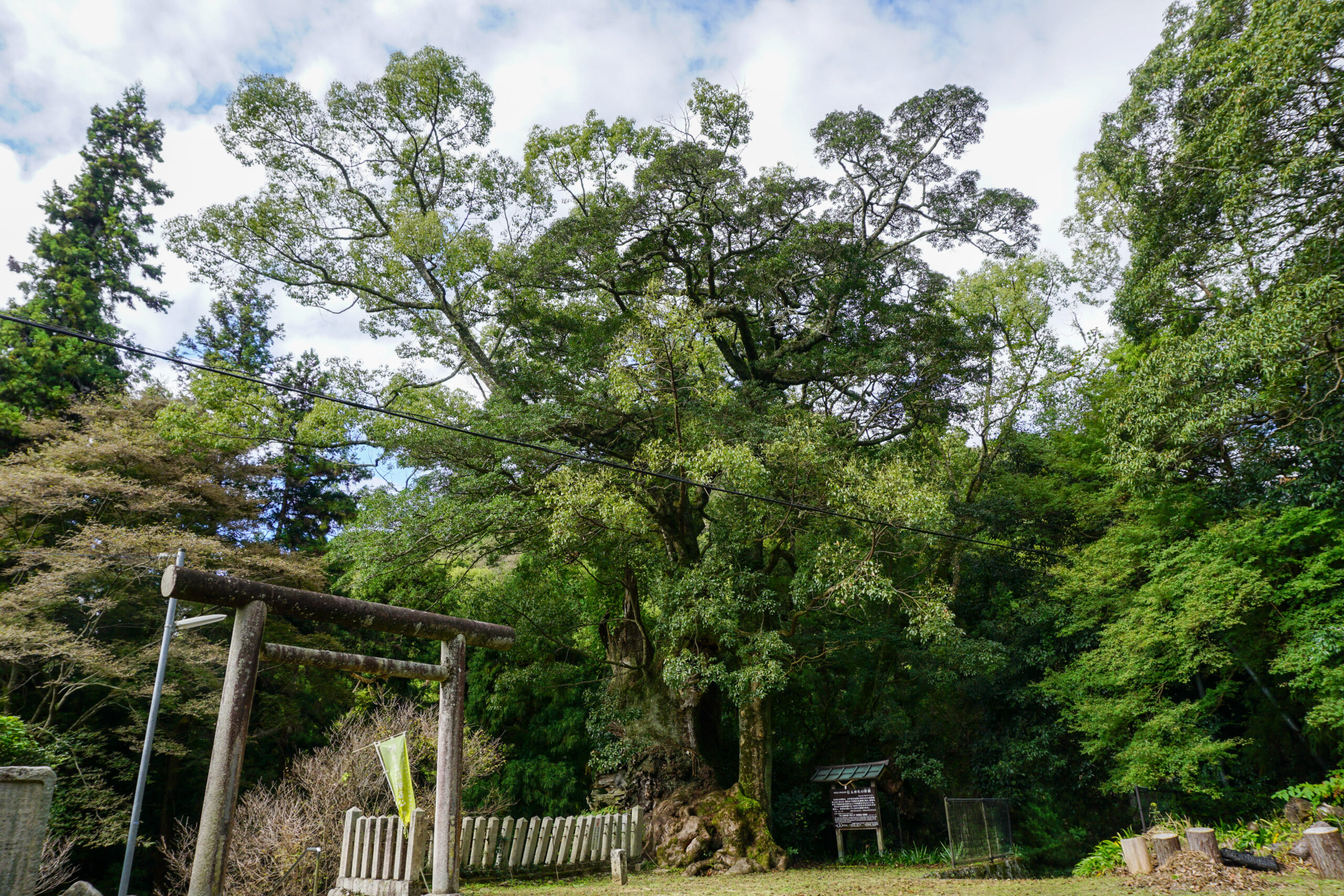 信太神社の樟樹