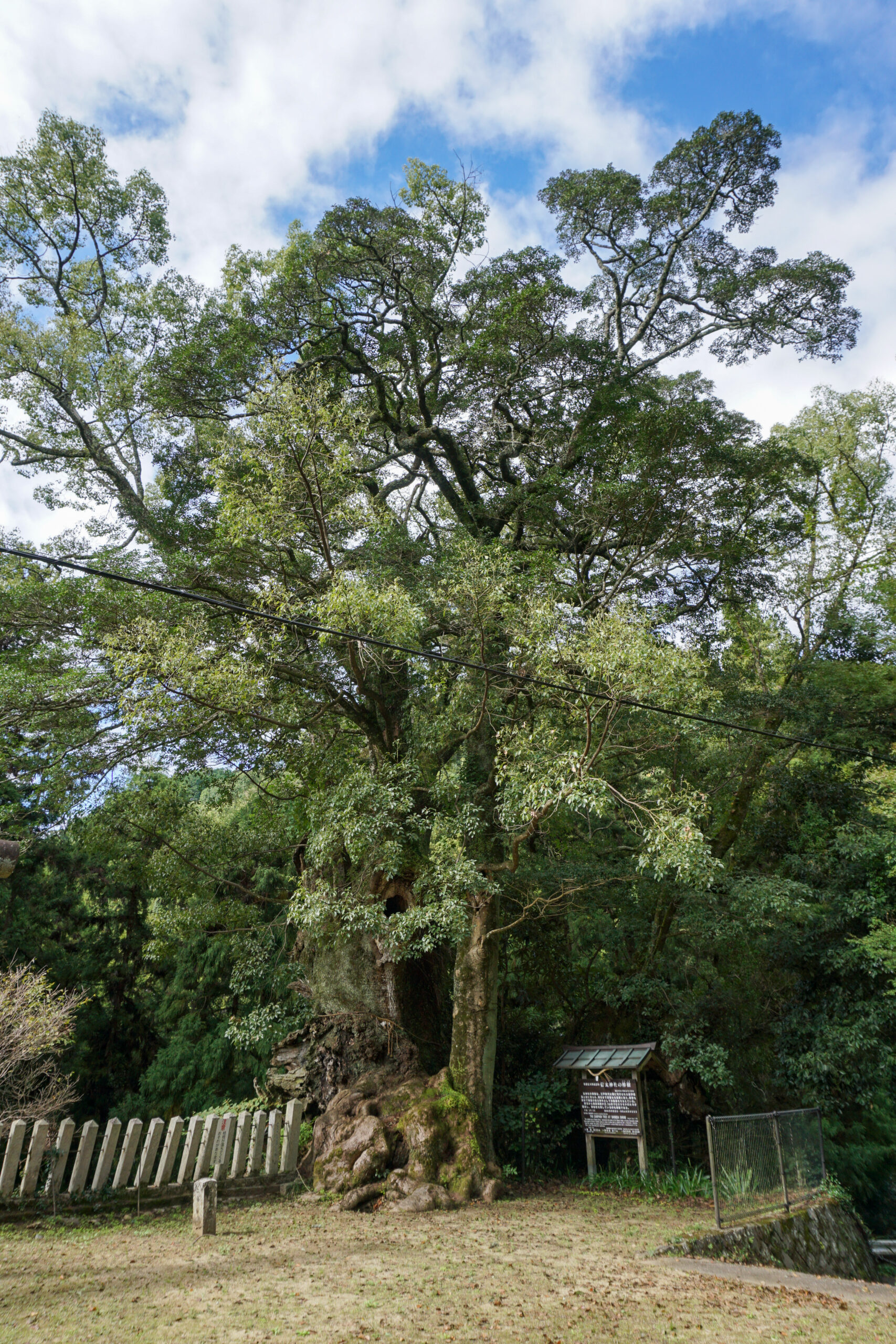 信太神社の樟樹2