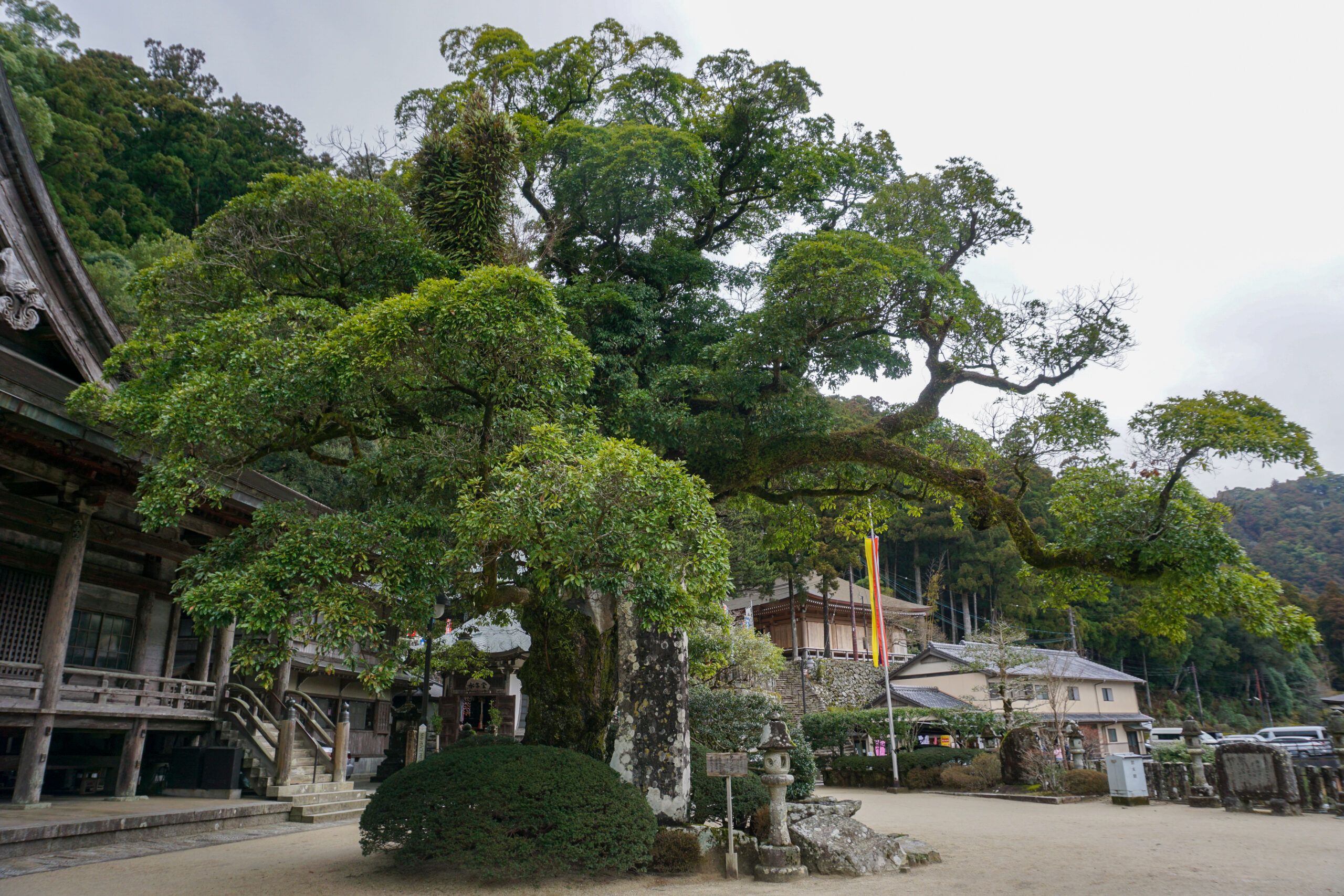 イヌグスの大木（青岸渡寺本堂脇）
