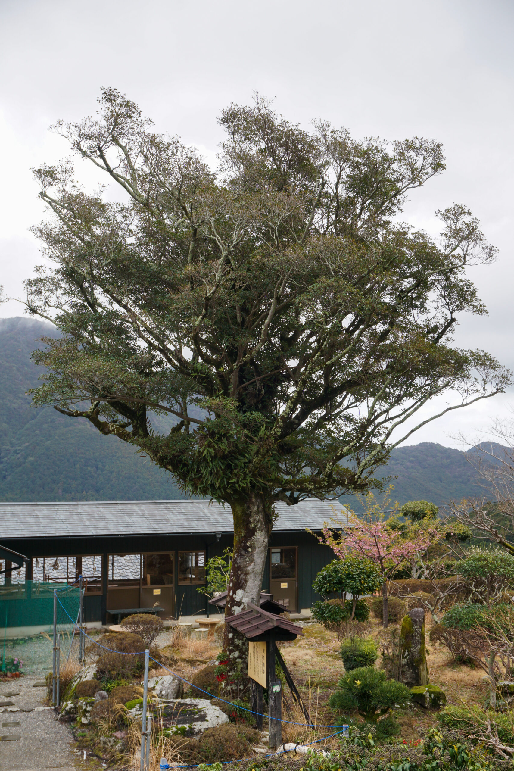 モッコクの大樹（那智大社実方院前庭）