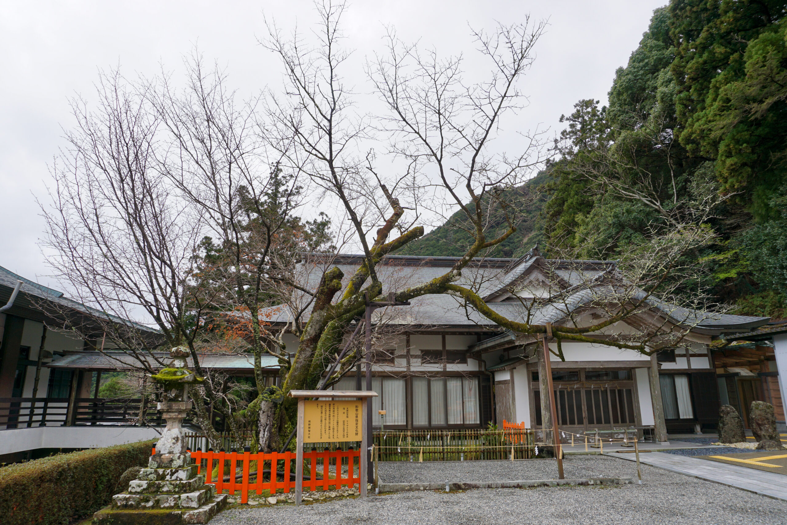 ヤマザクラの名木（那智大社社務所前）1