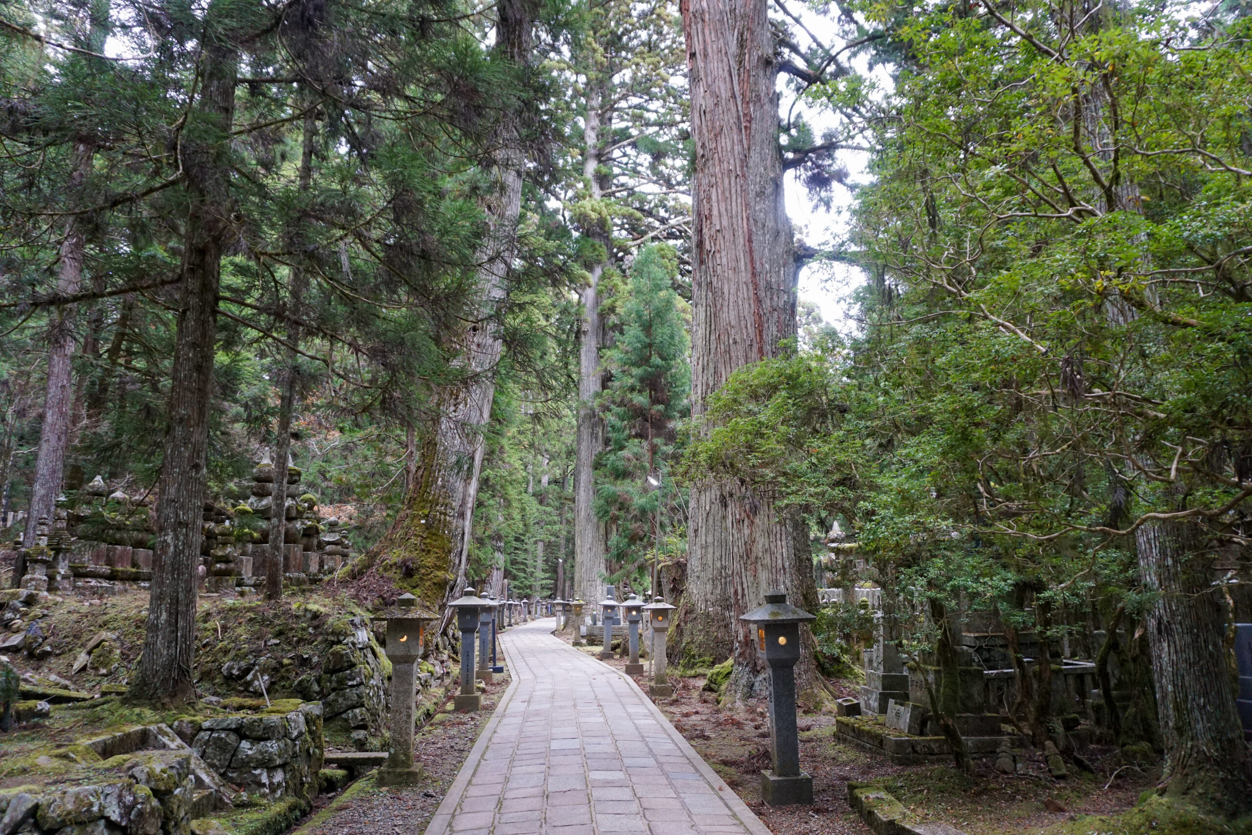奥の院の大杉林